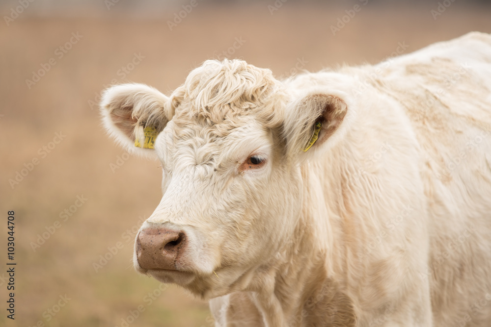 Galloway Rind Galloway Rind