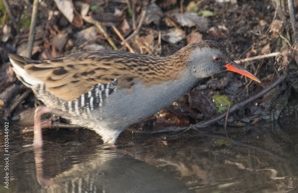 Water Rail (Rallus aquaticus) Water Rail (Rallus aquaticus)