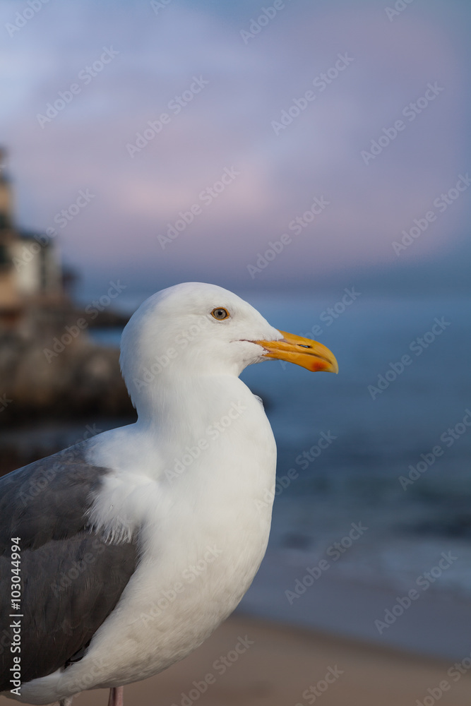 California Gull