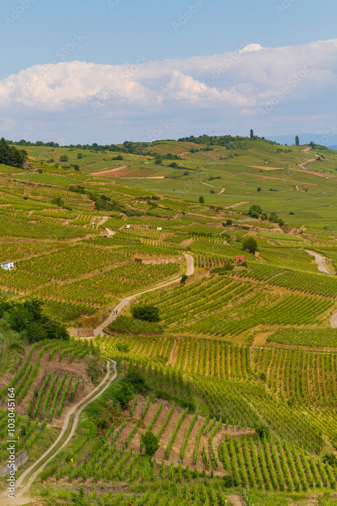 Landscape with vineyards of wine route. France, Alsace Landscape with vineyards of wine route. France, Alsace