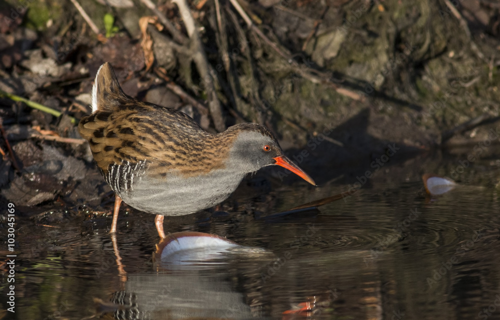 Water Rail (Rallus aquaticus) Water Rail (Rallus aquaticus)