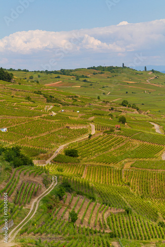 Landscape with vineyards of wine route. France, Alsace
