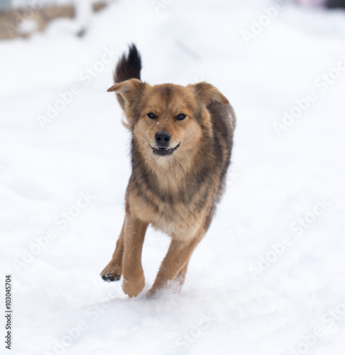dog running outdoors in winter © schankz