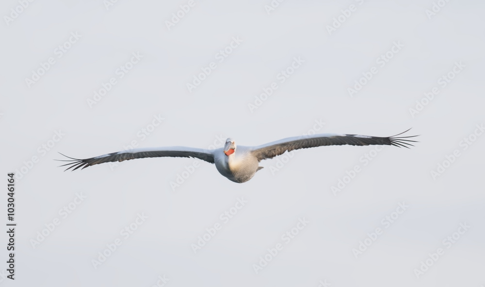Dalmatian Pelican (Pelecanus crispus) Dalmatian Pelican (Pelecanus crispus)