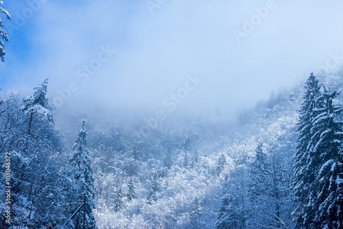  foggy Winter Forest 