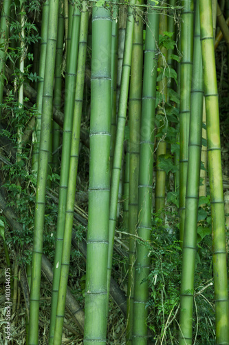 Fototapeta Naklejka Na Ścianę i Meble -  Lush green bamboo