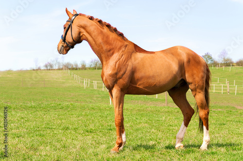 Purebred braided red stallion standing on pasturage. Exterior im