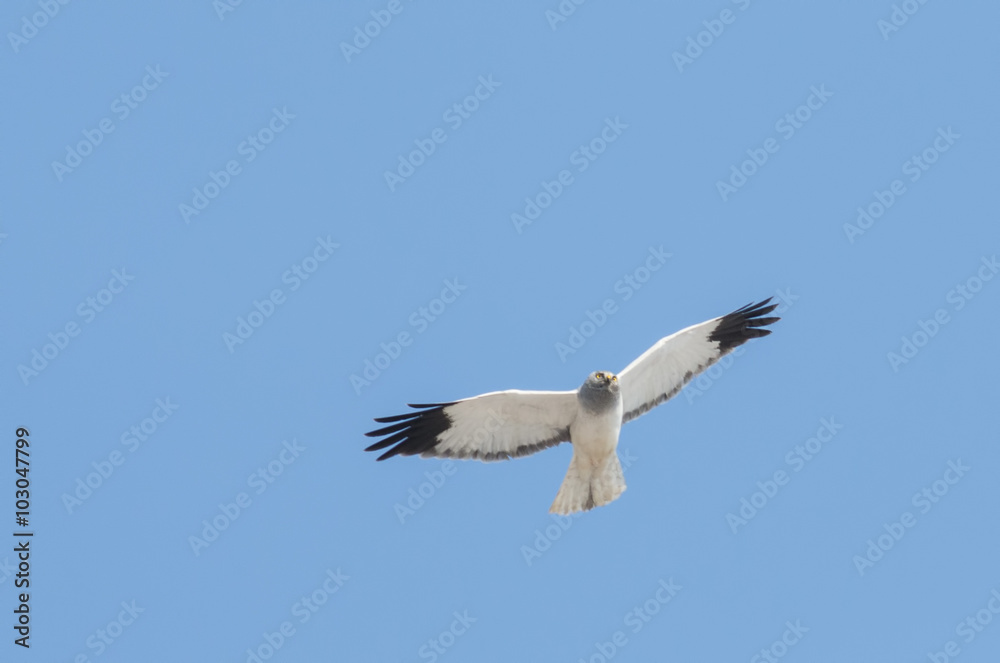 Fototapeta premium Hen Harrier (Circus cyaneus)