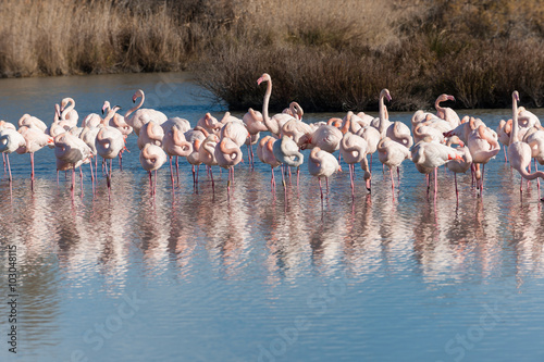 Group of pink flamingos in the water reflection