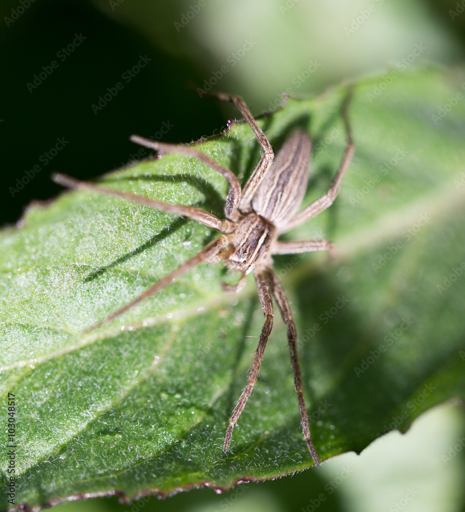 spider in nature spider in nature