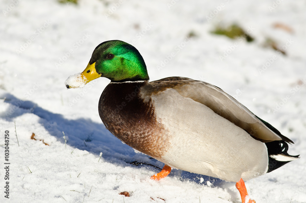 Mallard Duck Showing Off its Snow Covered Bill Mallard Duck Showing Off its Snow Covered Bill