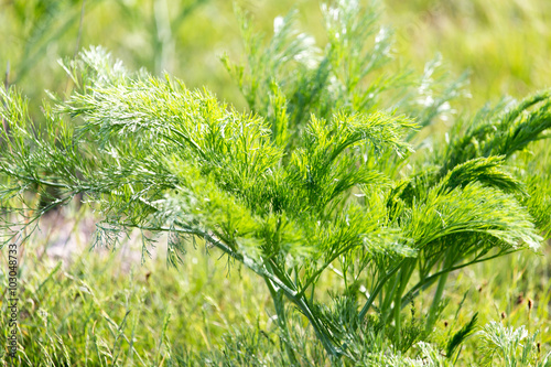 green carrot tops in the wilderness on the nature