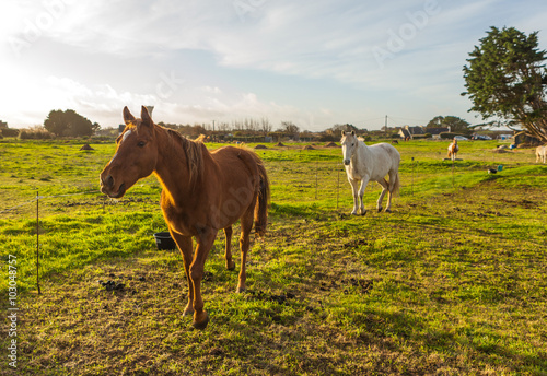 Cheval, portrait