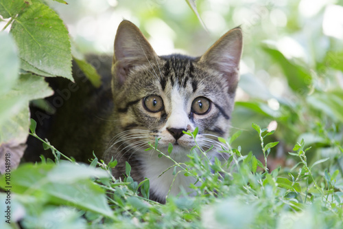 Wallpaper Mural cat in the grass on the nature Torontodigital.ca