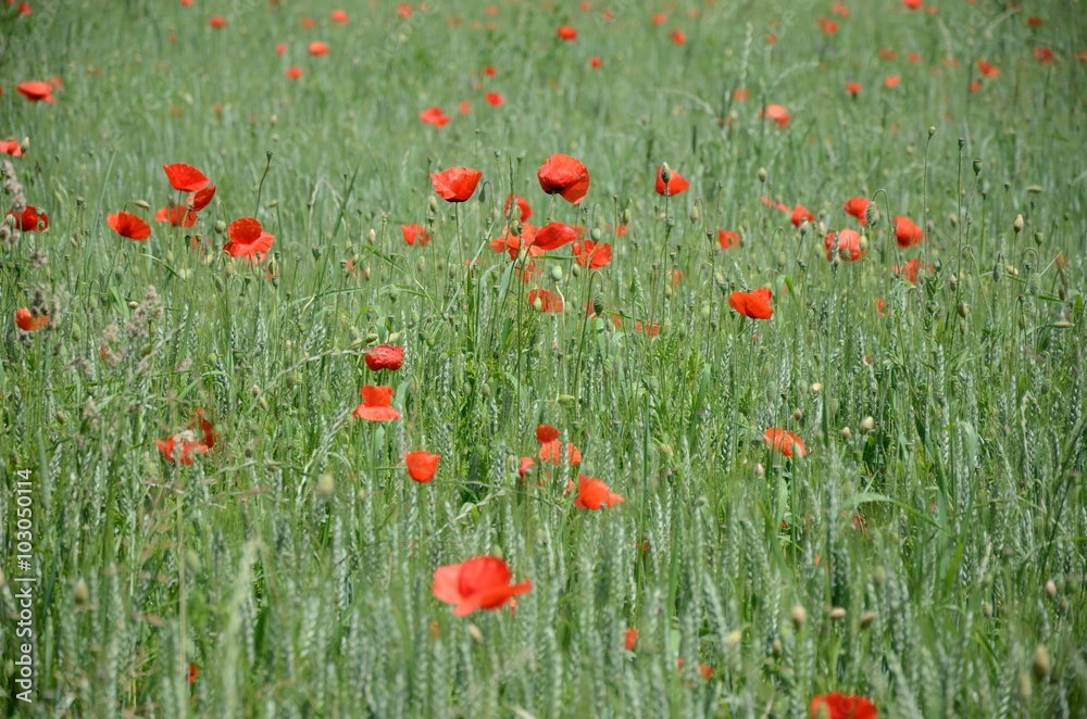 Fototapeta premium Kornfeld mit Mohnblume