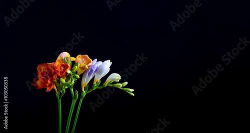Fototapeta Naklejka Na Ścianę i Meble -  Beautiful freesia flowers bouquet isolated on black