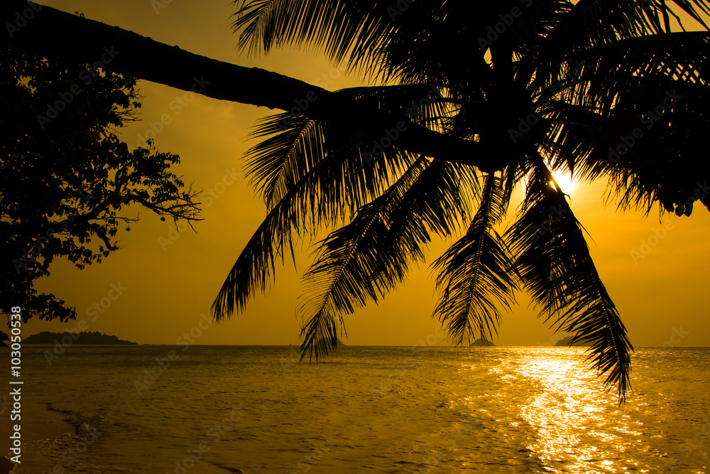 Silhouette of coconut tree , Twilight  background