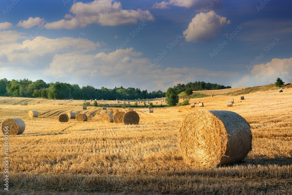 Haystacks on the field. Summer, rural landscape.