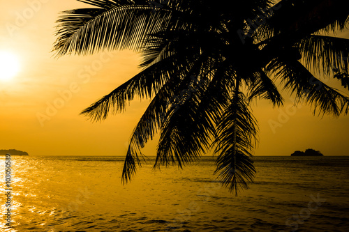 Silhouette of coconut tree , Twilight background