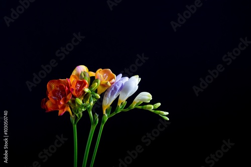 Beautiful freesia flowers bouquet isolated on black