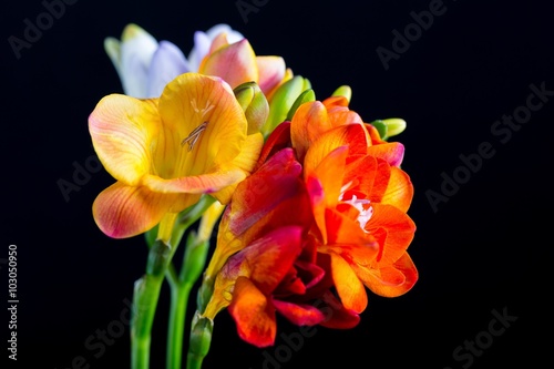 Beautiful freesia flowers bouquet isolated on black