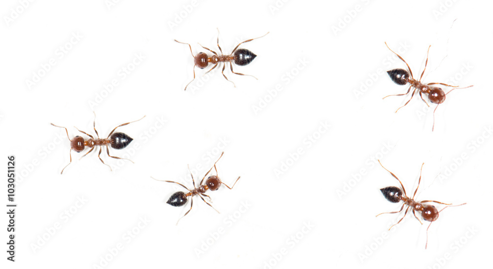 ants on a white wall. macro ants on a white wall. macro
