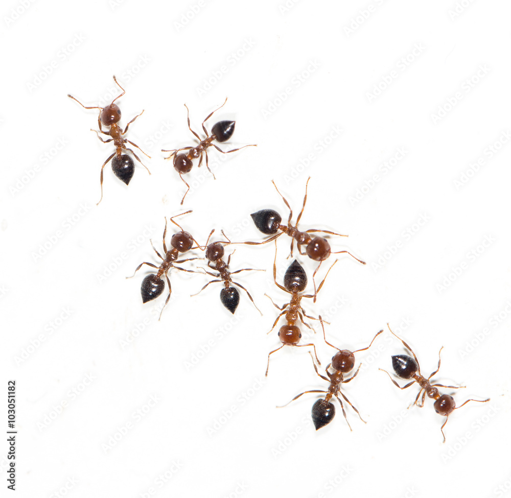 ants on a white wall. macro