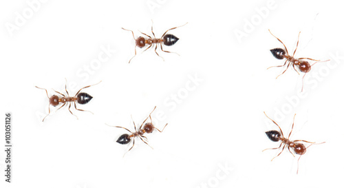 ants on a white wall. macro