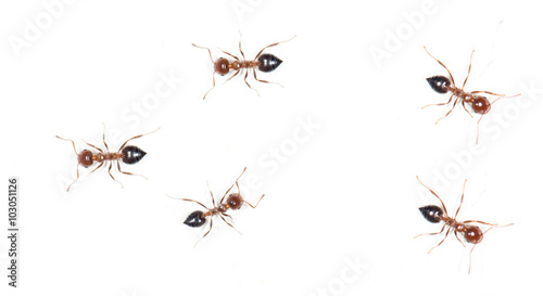 ants on a white wall. macro © schankz