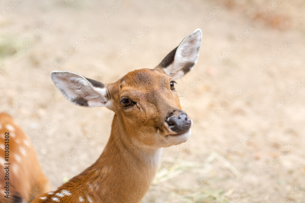Fototapeta premium Reh schaut süß