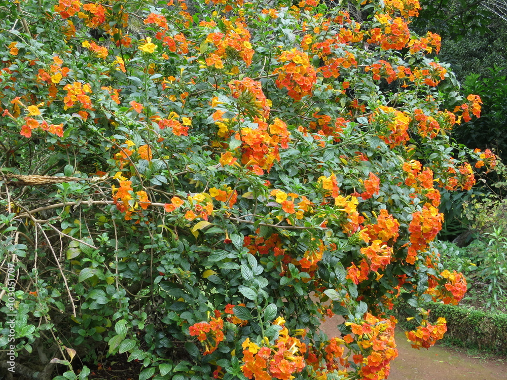 Marmeladenbusch, Kanarenbluemchen (Streptosolen jamesonii)