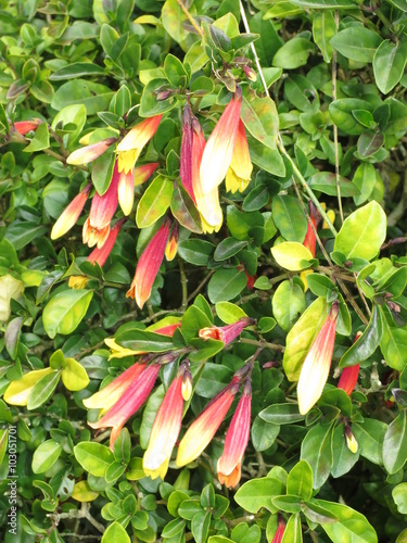 Jakobinie (Justicia rizzinii, Jacobinia pauciflora) photo