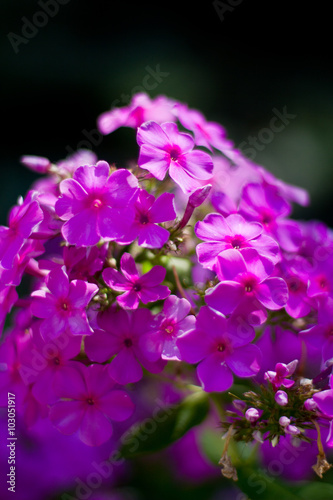 Phlox paniculata Nicky