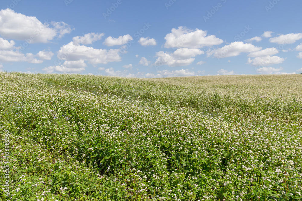 Summer landscape with flowering buckwheat field on a sunny day Summer landscape with flowering buckwheat field on a sunny day