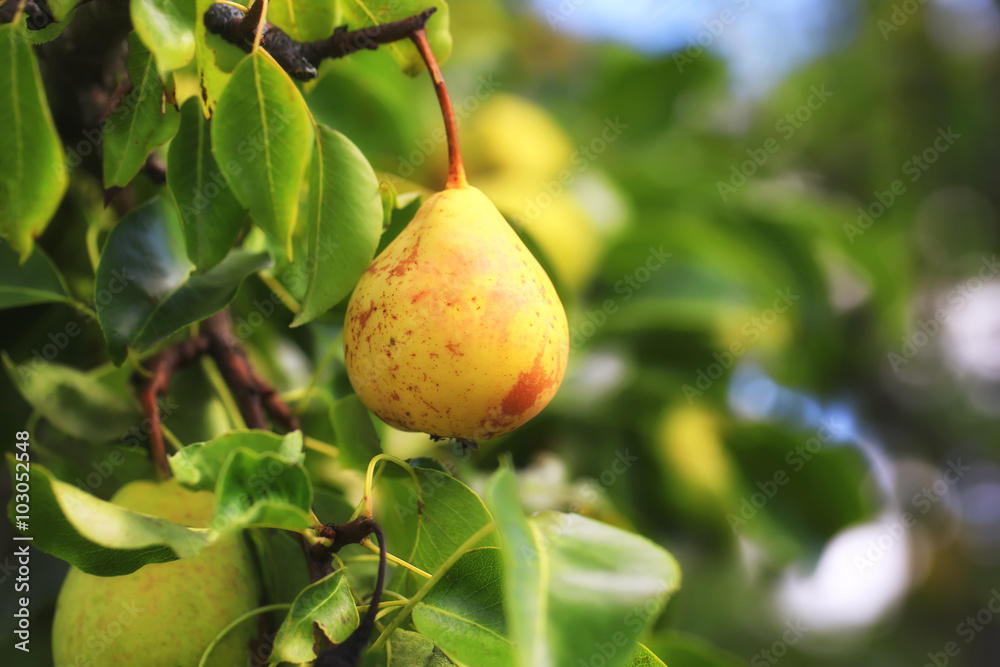 pear on the tree in the garden summer rustic background pear on the tree in the garden summer rustic background