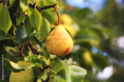 pear on the tree in the garden summer rustic background