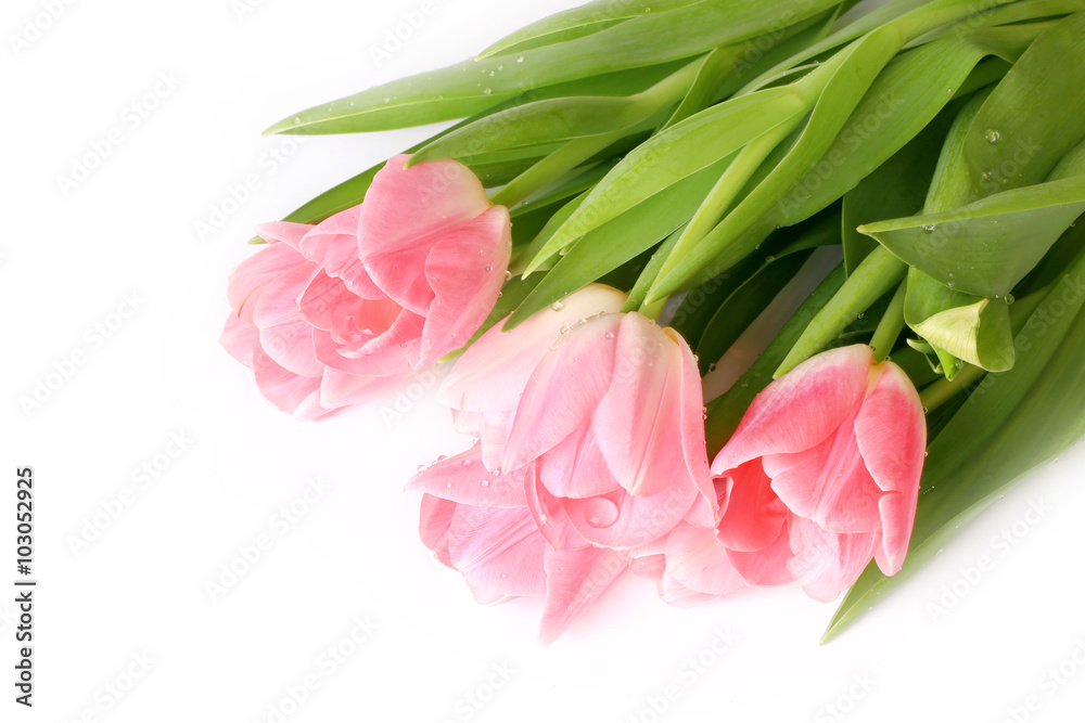Pink tulips isolated on white background spring summer mothers day Pink tulips isolated on white background spring summer mothers day