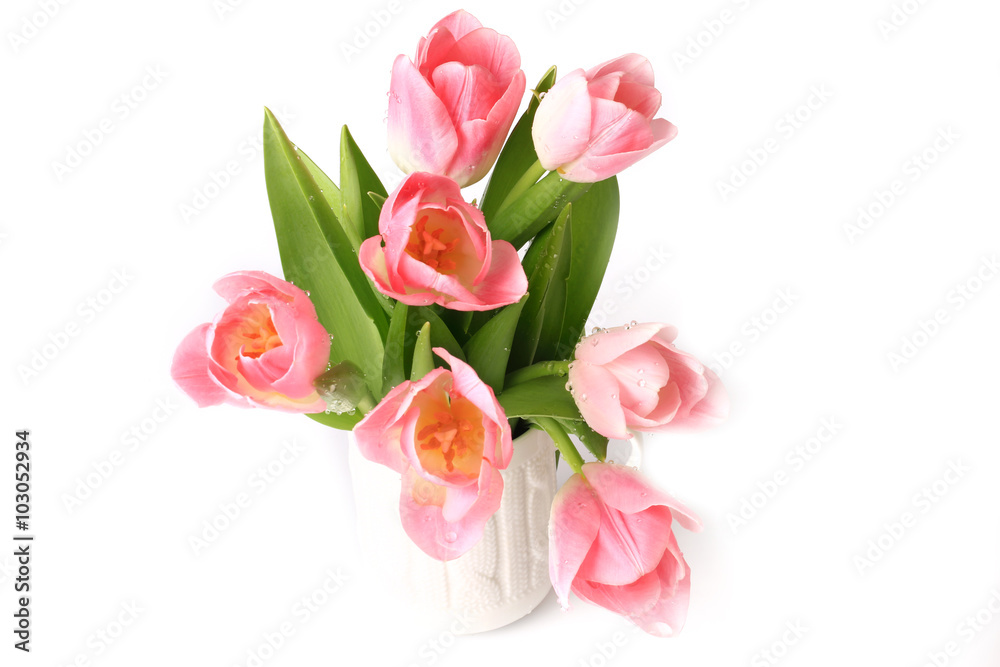Fototapeta premium Pink tulips isolated on white background spring summer mothers day