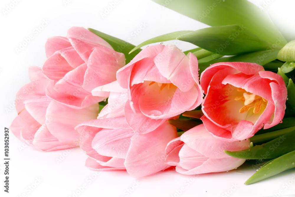 Fototapeta premium Pink tulips isolated on white background spring summer mothers day