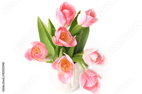 Pink tulips isolated on white background spring summer mothers day