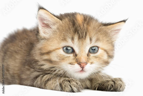 Striped kitten carefully watching eyes wide open