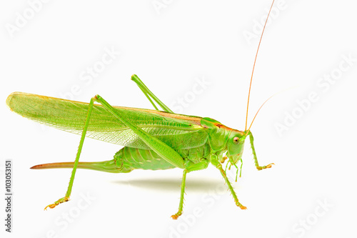 Green locust isolated on a white background © Photopen