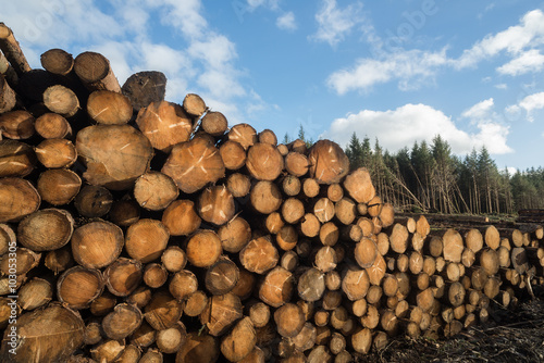 Pile of cut forest tree logs background