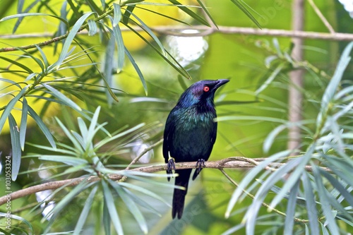 Metallic Black starling bird on a branch, miami zoo