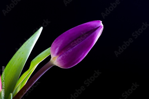 Fototapeta Naklejka Na Ścianę i Meble -  Beautiful tulip flowers isolated on black background