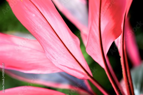 Cordyline fruticosa Apple Blossom
