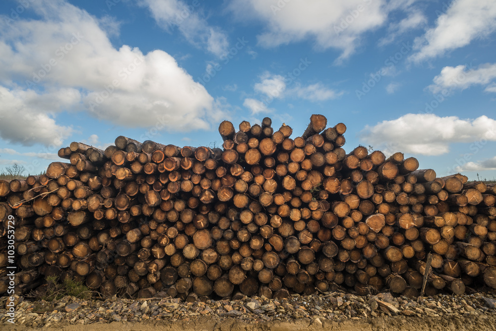 pile of freshly cut Sitka spruce forest lumber