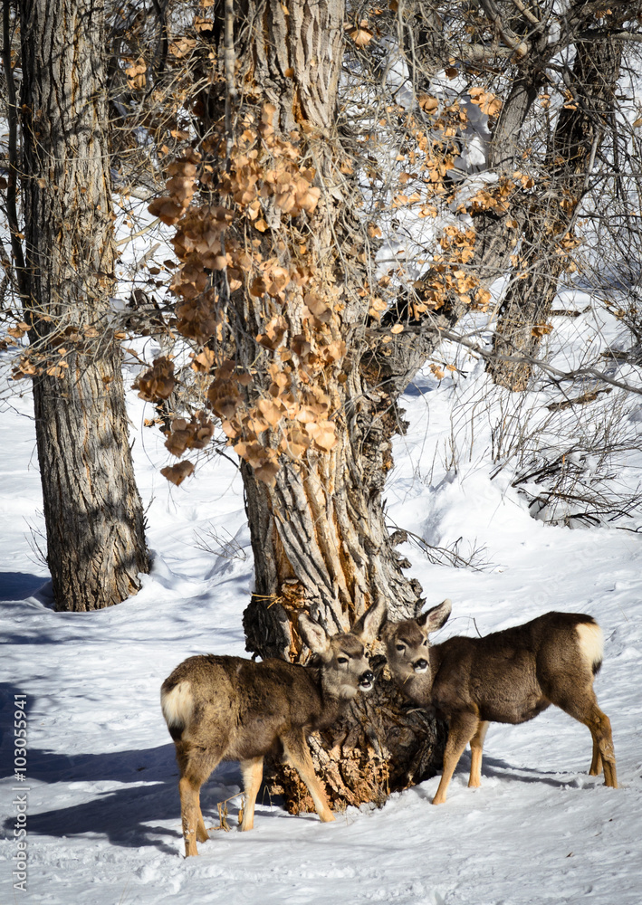 Naklejka premium Zion National Park