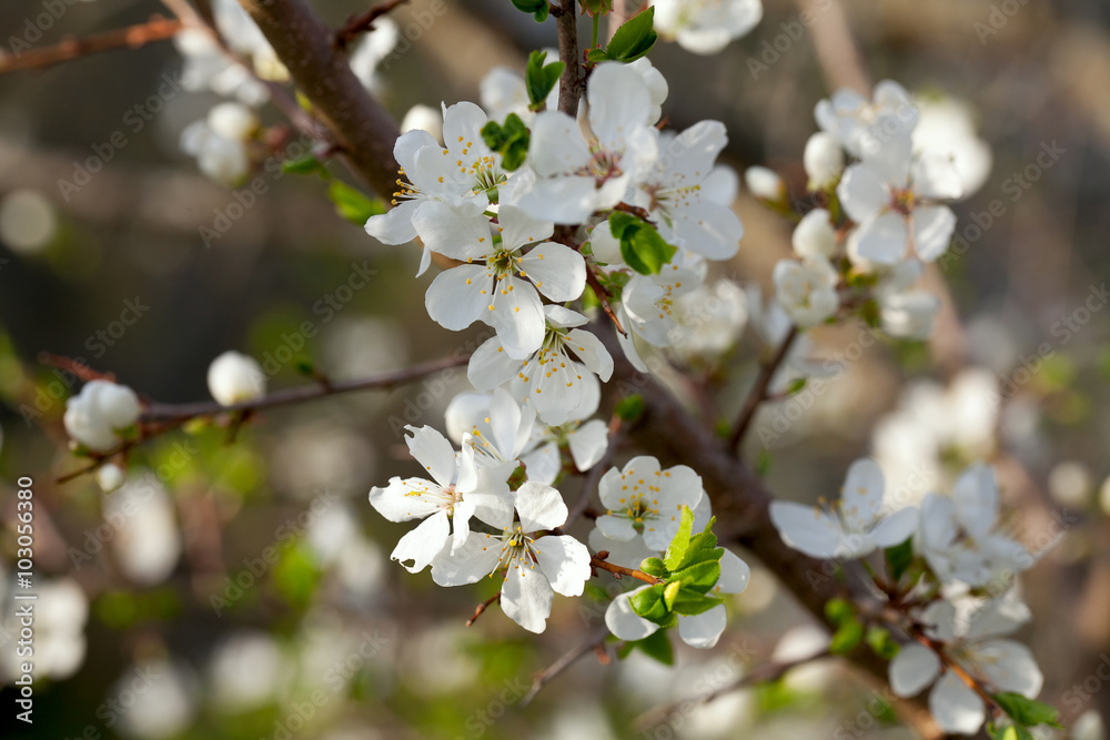 blooming cherry trees blooming cherry trees