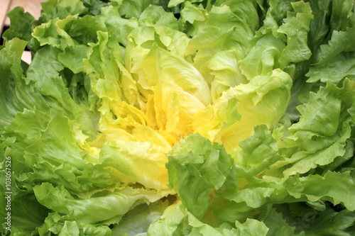 Grüner Salat